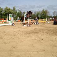 Dansk Varmblod Åbygårds Farouq