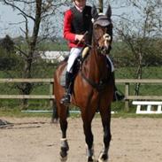 Dansk Varmblod Åbygårds Farouq