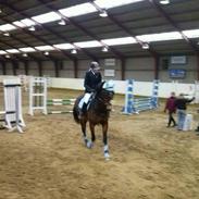 Dansk Varmblod Åbygårds Farouq