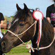 Anden særlig race Haflinger&Traver; Aslan