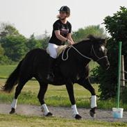 Anden særlig race Haflinger&Traver; Aslan