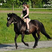 Anden særlig race Haflinger&Traver; Aslan