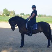 New Forest Lundemarksgårds Lucifer