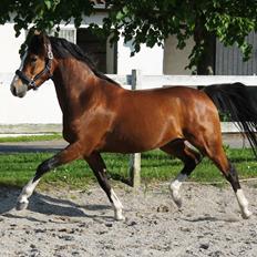 DSP Fredbo´s Rondo Royal<3