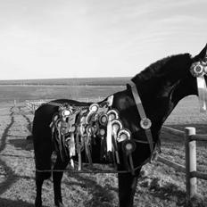 Anden særlig race Medomgårds Malle (Pensioneret)