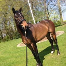 Dansk Varmblod Bakkegaardens Aslan (Tabasco)