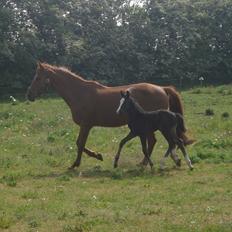 Dansk Varmblod Mi Estrella