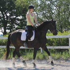 Dansk Varmblod Katrinelund De Choir (Mokka)