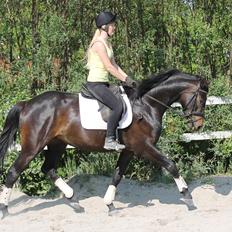 Dansk Varmblod Katrinelund De Choir (Mokka)