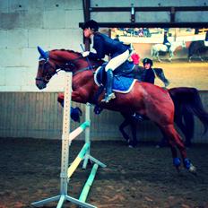 Anden særlig race Balto