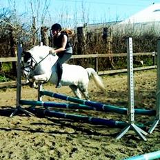 Welsh Mountain (sec A) Gwens gracie