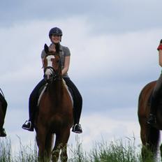 Dansk Varmblod Skærbækgaards Rinaldo