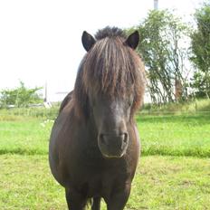 Anden særlig race Sofus