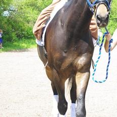 Dansk Varmblod Rush it