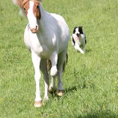 Islænder Trissa fra Nordstrand