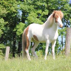Islænder Trissa fra Nordstrand
