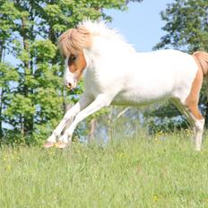 Islænder Trissa fra Nordstrand