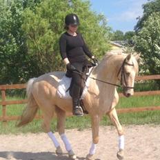 Palomino MiTho's Daywalker