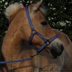 Fjordhest Silas Stanstorp - Min Elskede Bamse