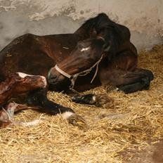 Dansk Varmblod Eskelunds Zephyros