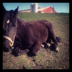 Traver New S (Daisy) R.I.P