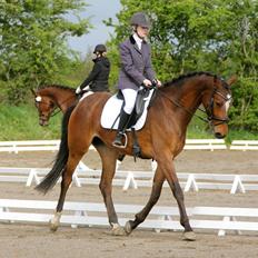 Dansk Varmblod Lullaby