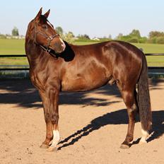 Dansk Varmblod Don poséidon F.J.