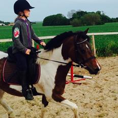 Anden særlig race Armani 