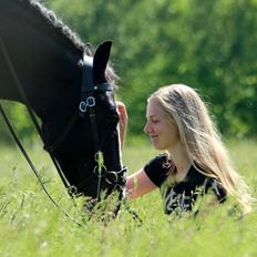 Welsh Cob (sec D) Fronerthig Black Rebel