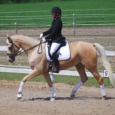 Palomino Solheim's Ramina - RDH Hoppe