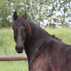 Frieser Barik *solgt*