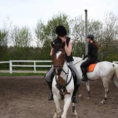 Pinto Skouvgaardens traissy