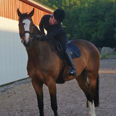 Dansk Varmblod Crazy Heart