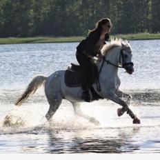 Welsh Pony (sec B) SKOVBJERGS BLAI