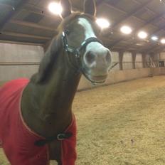 Anden særlig race Hedegaardens Shakira