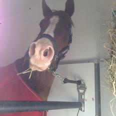 Anden særlig race Hedegaardens Shakira