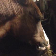 Anden særlig race Hedegaardens Shakira