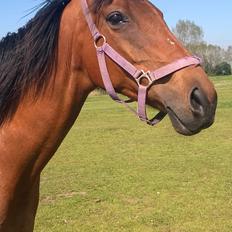 Fuldblod (XX) Lady Dominique<3<3<3<3 Solgt