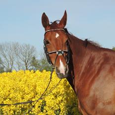 Oldenborg Omega Alstrup