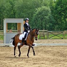 New Forest Orchid's Sheila B-pony