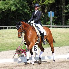 Dansk Varmblod Parino Macal