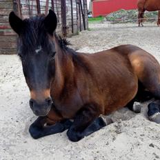 New Forest Sandagers Sir Giant // Sputnik