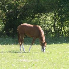 Dansk Varmblod Touch-Me Landlyst