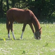 Dansk Varmblod Touch-Me Landlyst