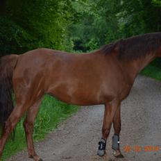 DSP Team Vesterskov's Chilli