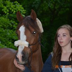 DSP Team Vesterskov's Chilli