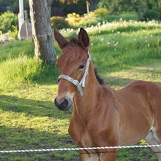 Anden særlig race Nautrup´s Kasmir