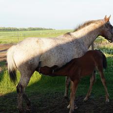 Anden særlig race Nautrup´s Kasmir