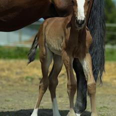 Traver Confetti Chase