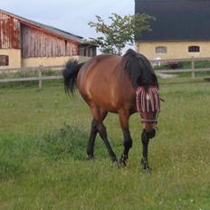 Dansk Varmblod Victoria Lobstick